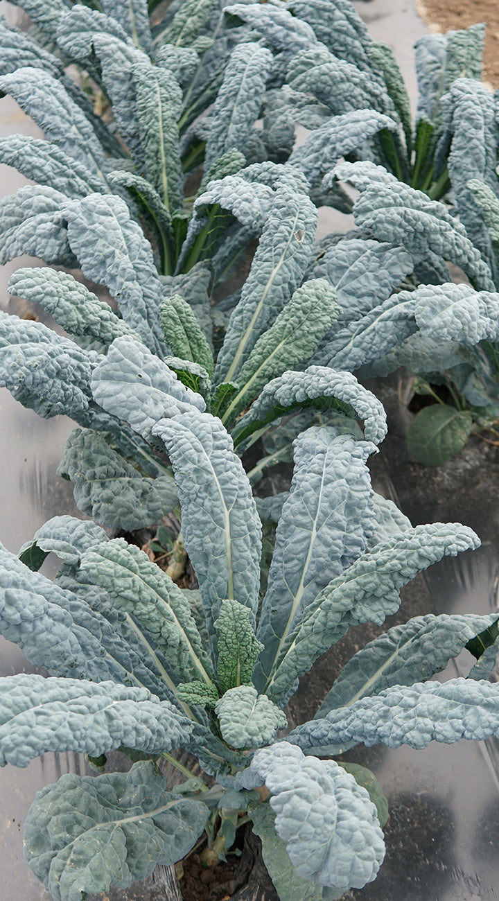 Close-up view of Dazzling Blue kale plants showcasing long, savoyed blue-green leaves in a mulched garden row