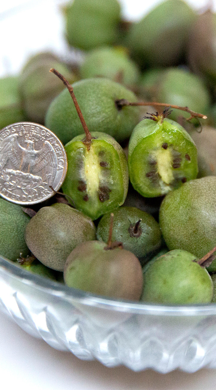 Small green kiwi berry fruits in a glass bowl with a coin for scale on a white background