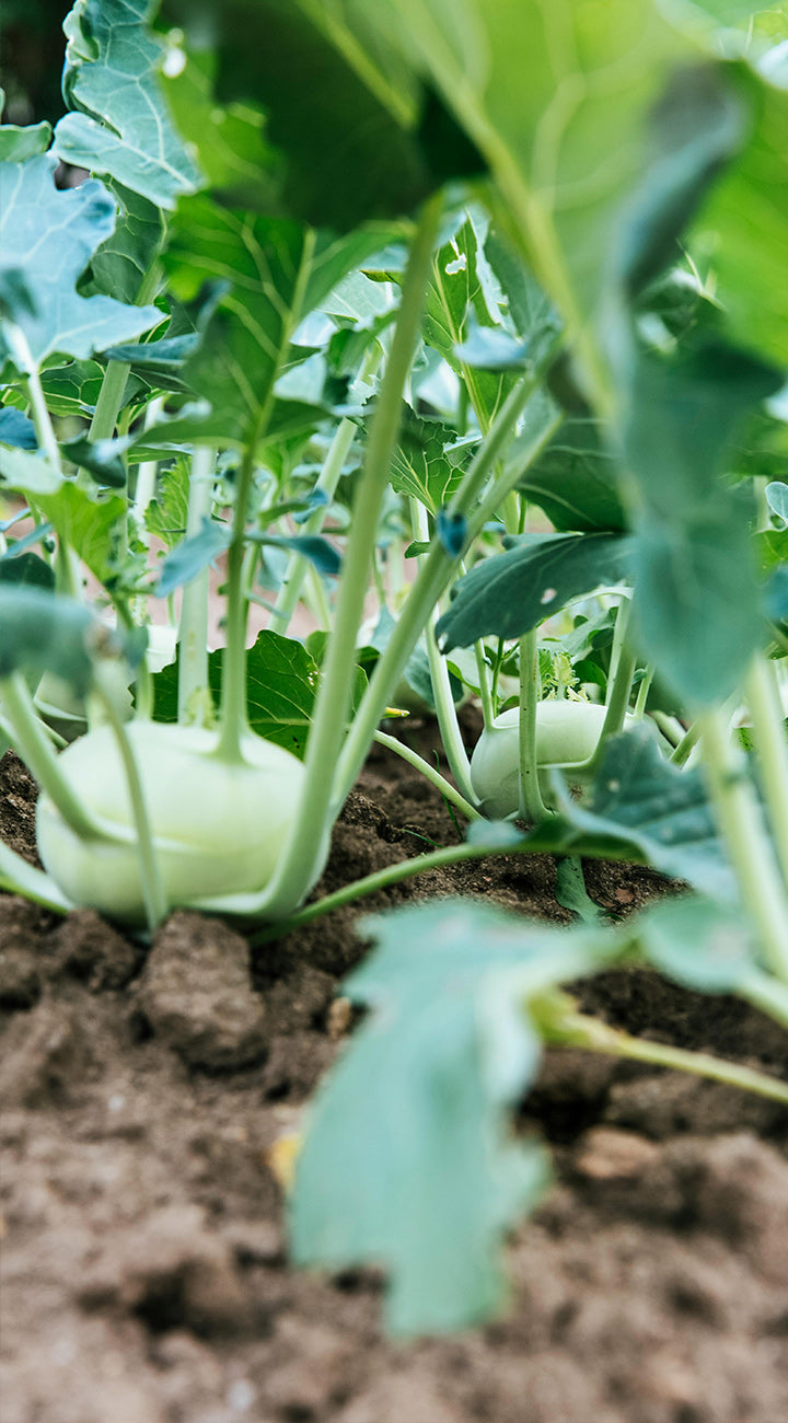 Close-up of kohlrabi plants growing in a garden