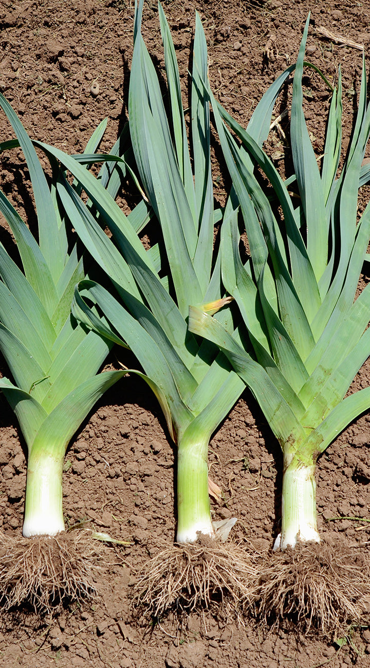 Leeks growing in soil with visible roots