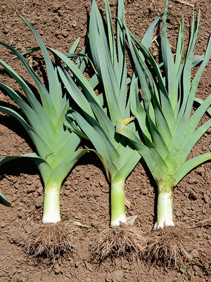 Three leeks with green leaves and white bulbs on a brown soil background