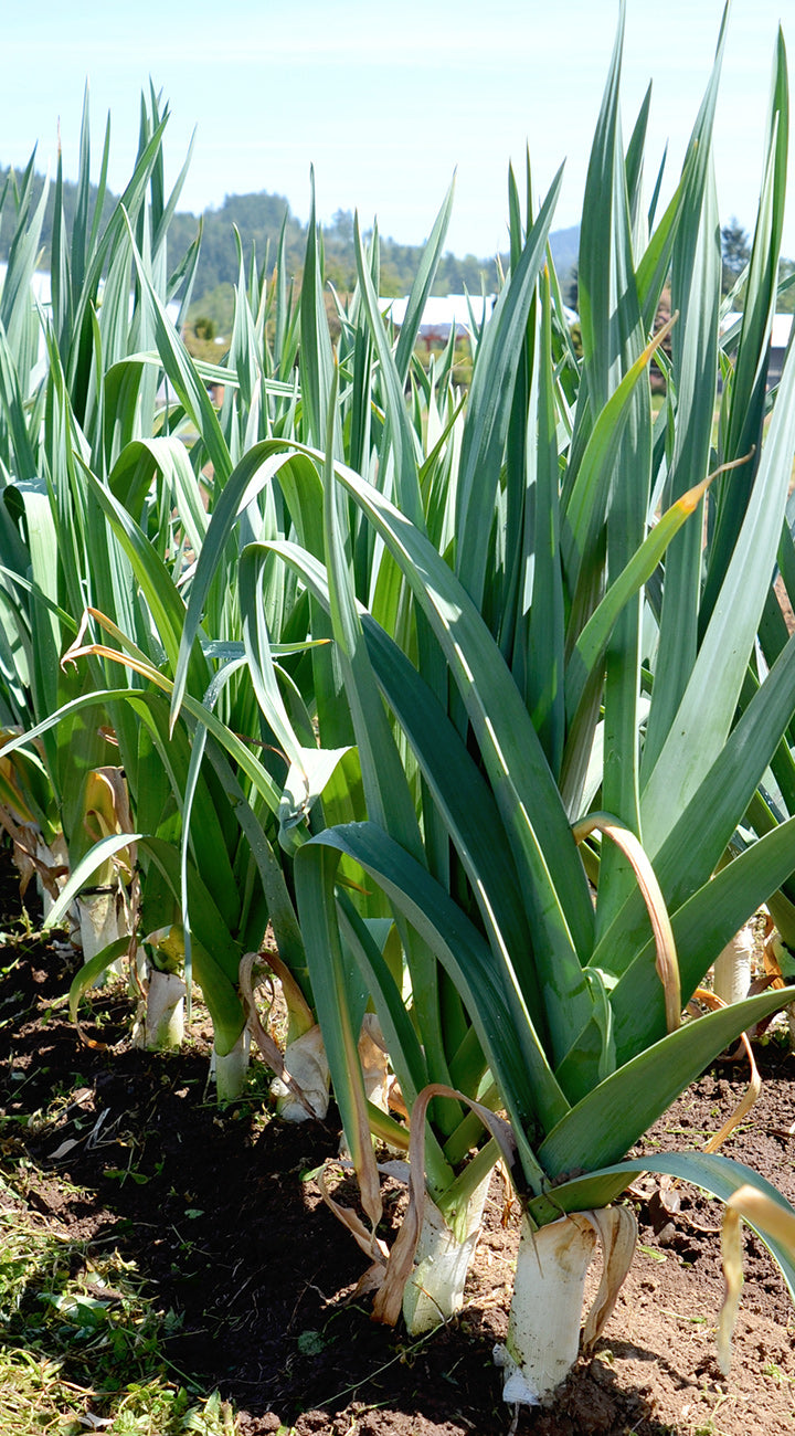 Close-up of Bandit leek plants in a sunlit garden row showcasing tall blue-green leaves and thick white shanks
