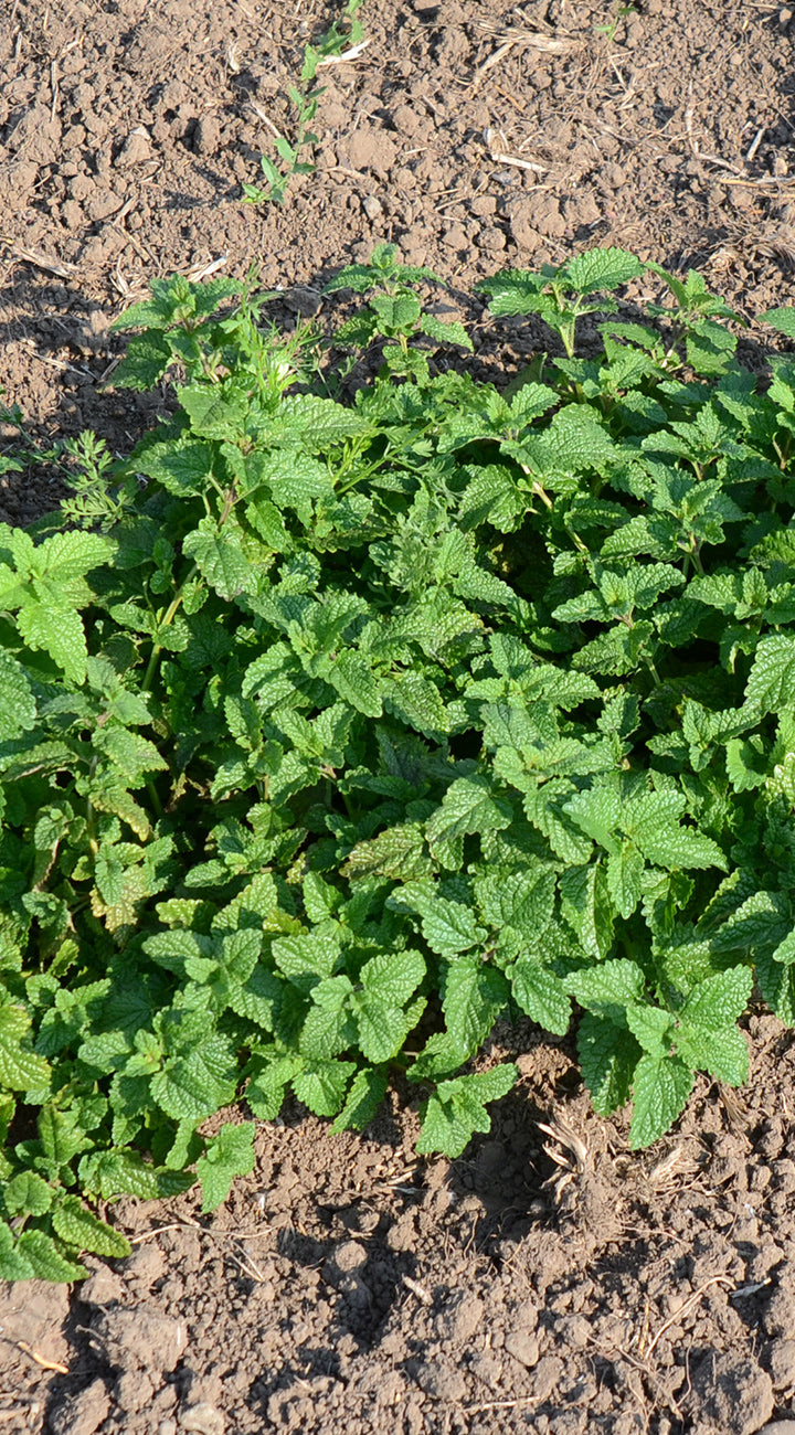 Top-down view of fenugreek seeds showing many small tan-brown irregular seeds filling the frame