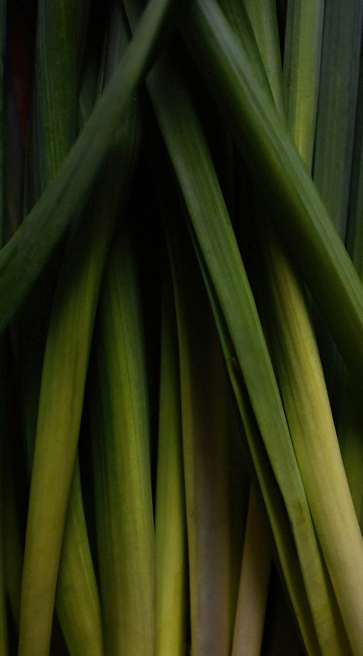 Close-up of green lemongrass plant leaves with a dark background