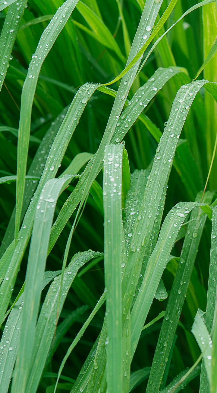 Close-up of green lemongrass with water droplets on a blurred green background