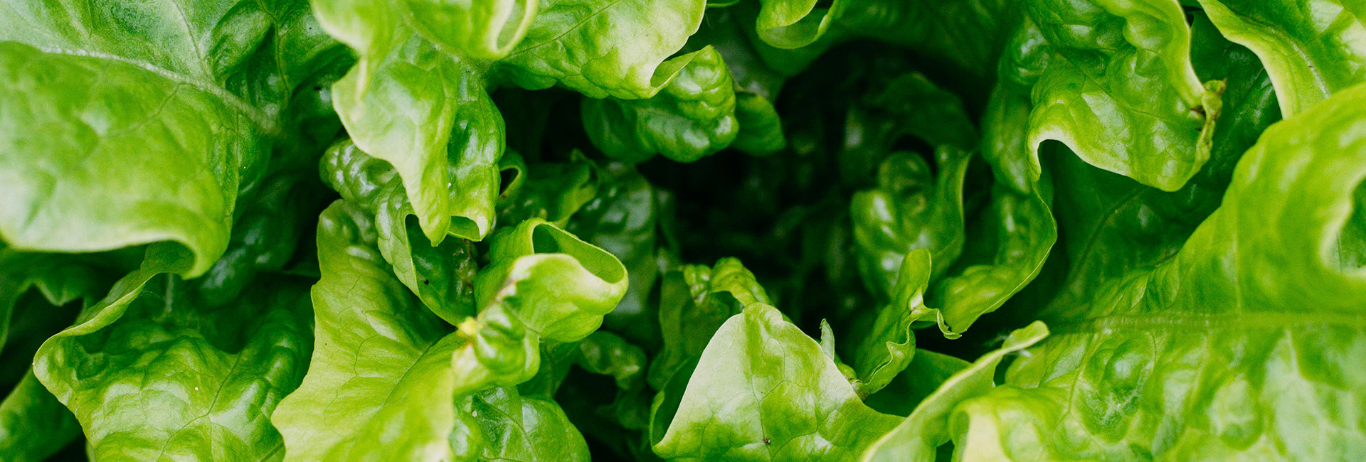 Close-up of green leafy lettuce