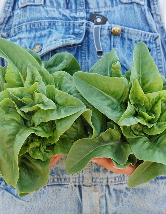 Green leafy vegetables held by a person wearing a denim jacket.