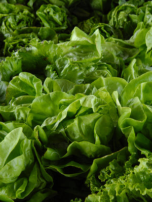 Close-up of fresh green lettuce leaves
