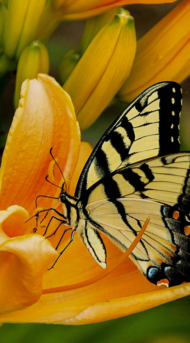 Close-up of Coral County lily bloom showing orange petals and a swallowtail butterfly on the stamens with blurred green background