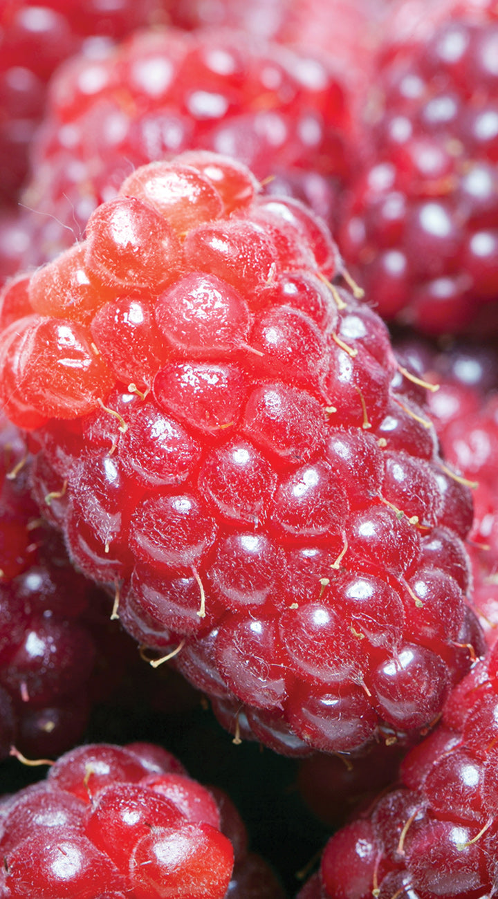 Close-up of red loganberries with a glossy texture