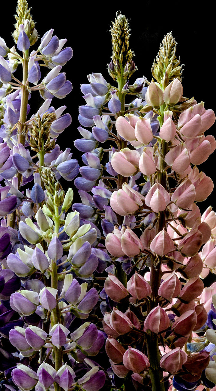 Close up of Lupine Russell Mix lupine spikes showing mixed pastel purple and pink pea shaped blooms against a black background