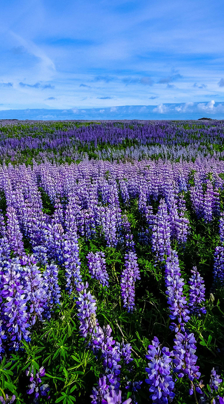 Field of purple lupine flowers in full bloom under a blue sky