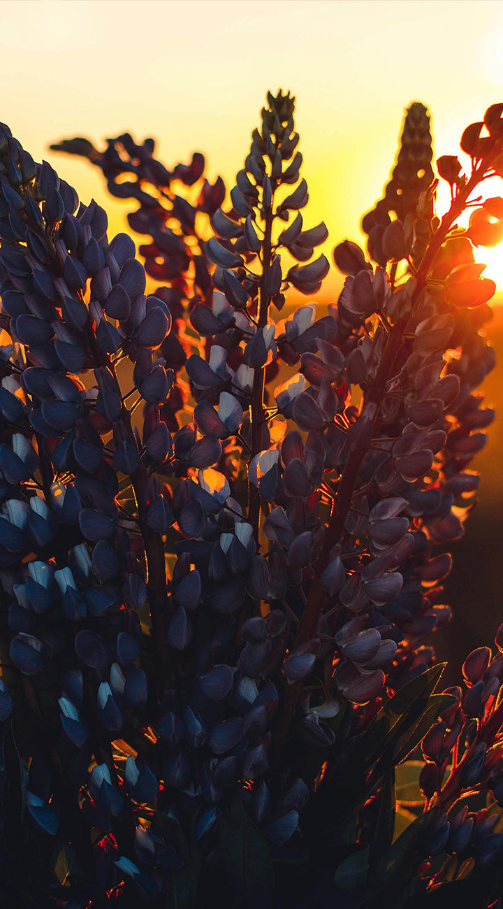 Close-up of Lupine Russell Mix flower spikes showing blue-purple pea-like petals backlit by a warm sunset