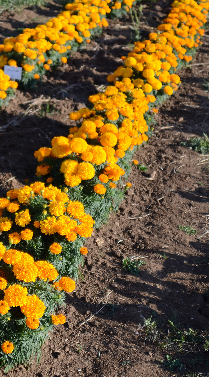 Row of yellow marigold flowers in a garden bed
