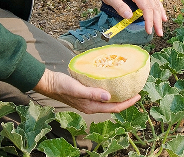 Person holding a halved melon in a garden setting