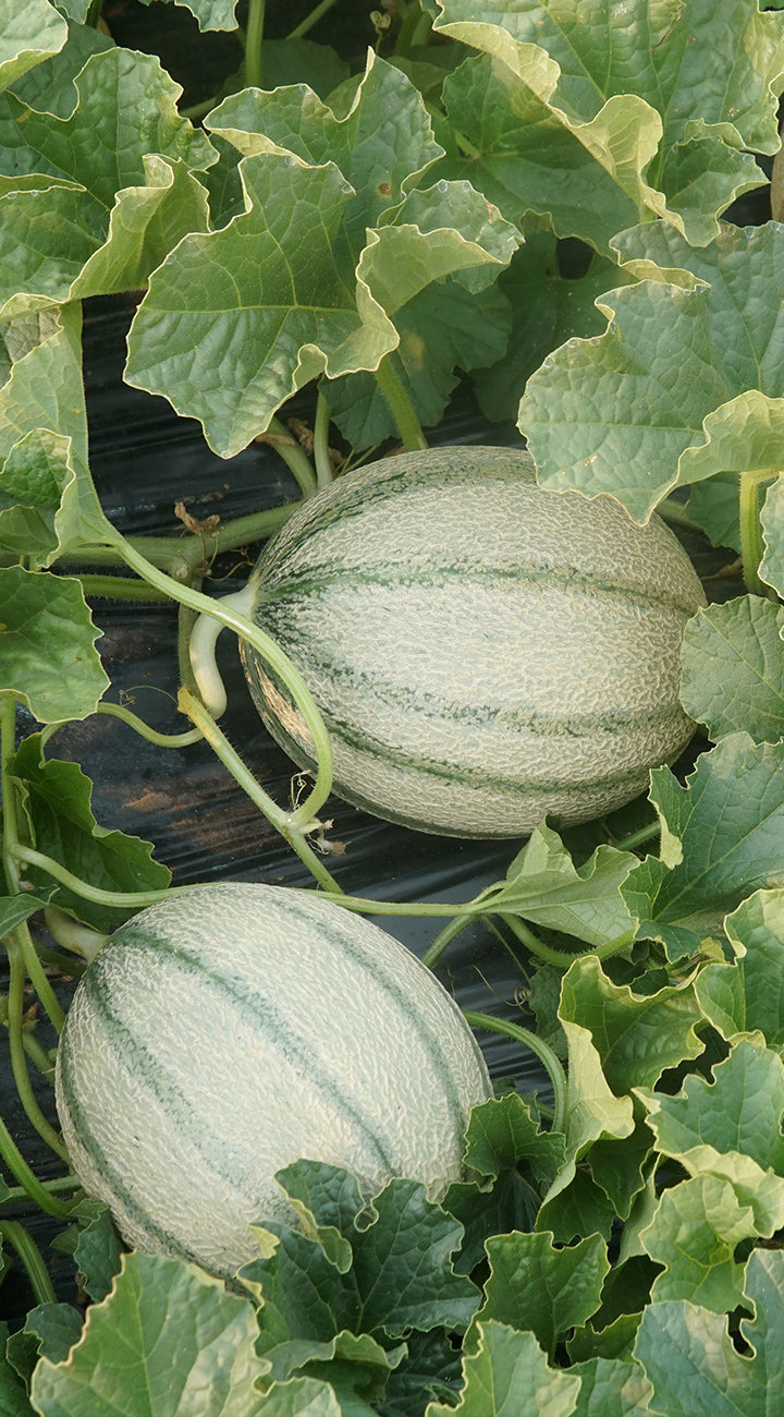 Two cantaloupe melons growing on a vine with green leaves.