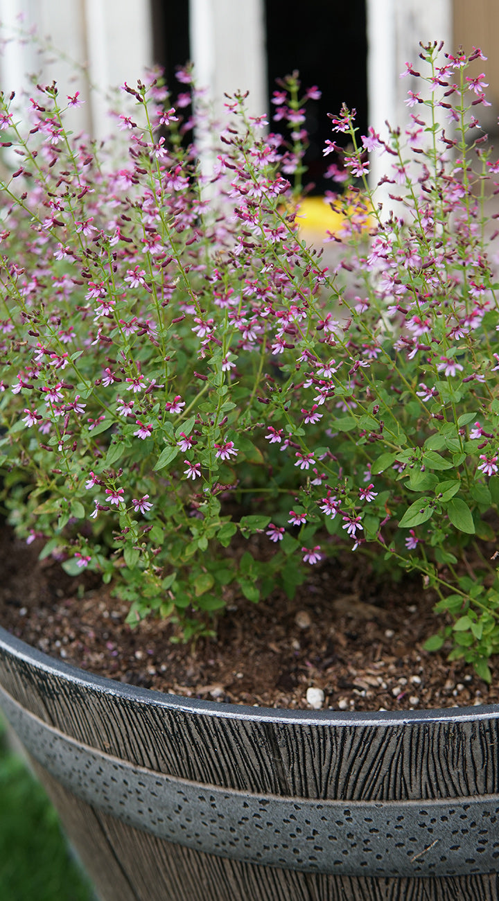 Potted mexican heather plant with pink flowers and green leaves on a wooden surface