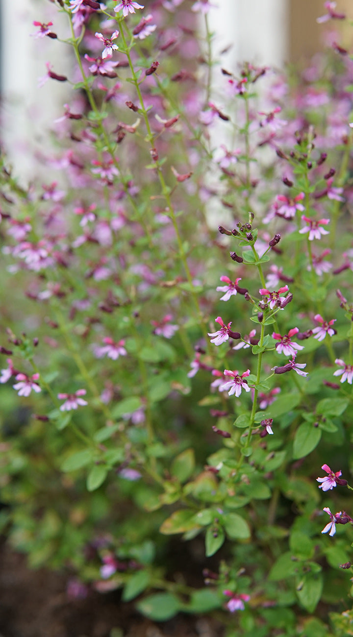 Close-up of a mexican heather plant with small purple flowers and green leaves.