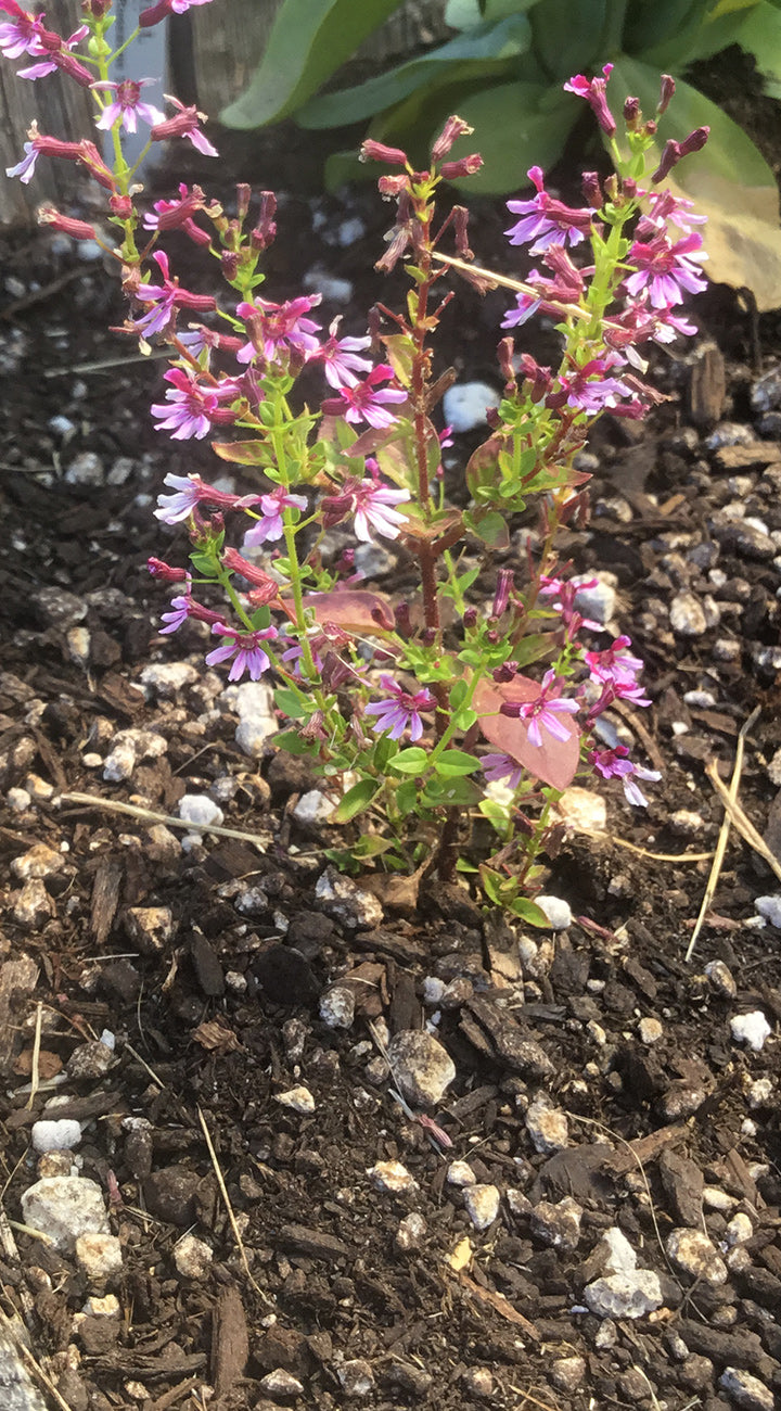 Small mexican heather plant with pink flowers growing in soil