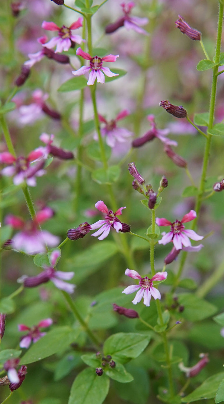 Close-up of small pink mexican heather flowers with green leaves
