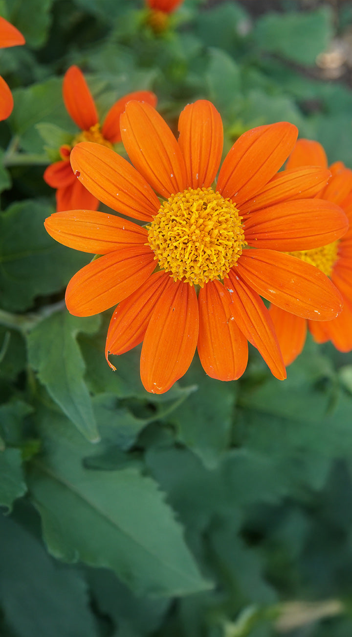 Orange mexican sunflowers with a yellow center on a green leafy background