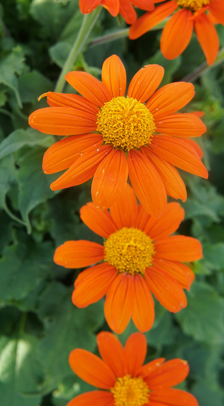 Close-up of bright orange mexican sunflowers with yellow centers on a green leafy background