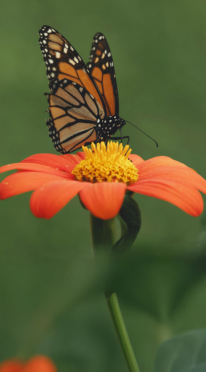Monarch butterfly on an orange mexican sunflower with a blurred green background