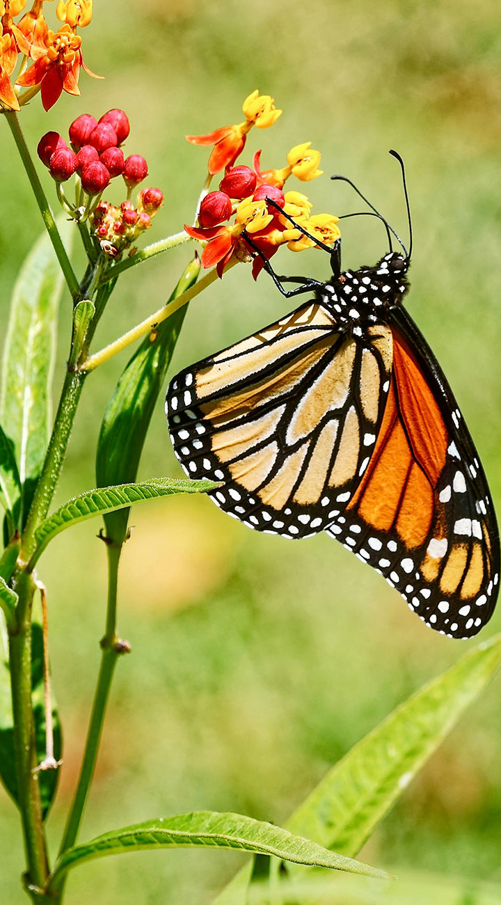 Monarch butterfly on a milkweed flower with a blurred green background