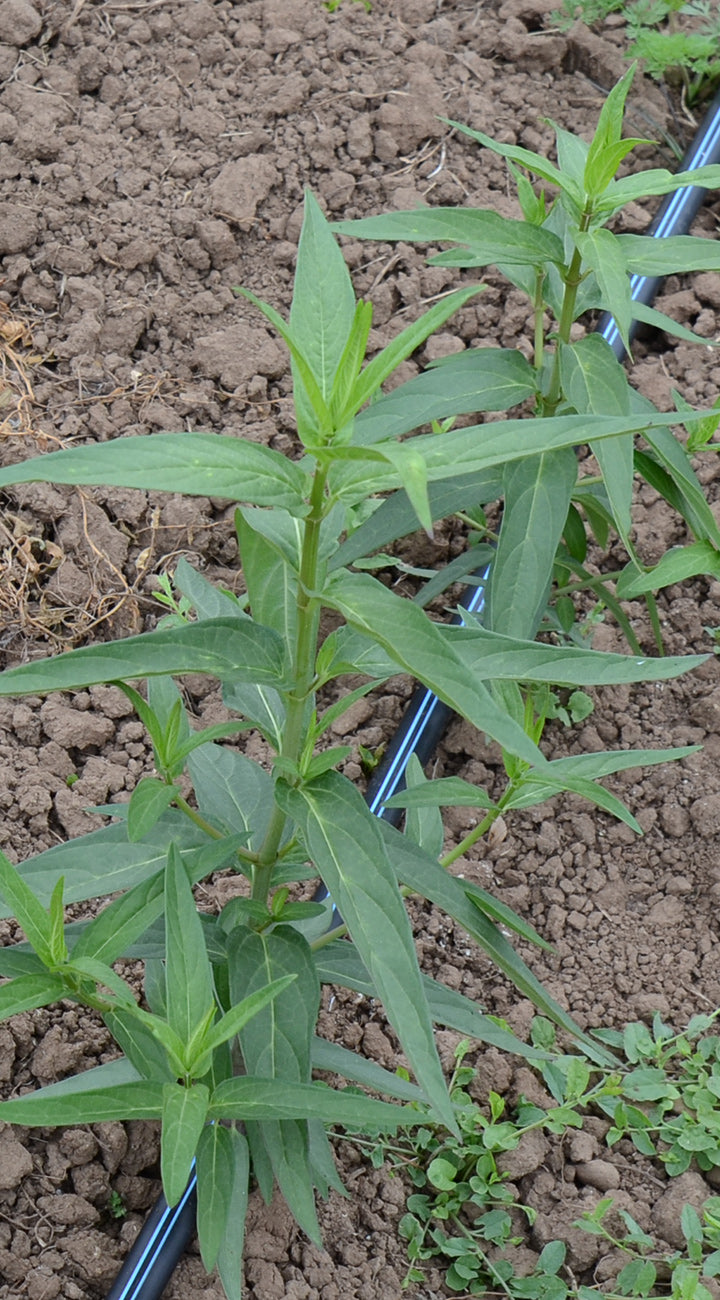 Close-up of showy milkweed seedlings showcasing narrow lance-shaped leaves with drip irrigation tubing on bare soil