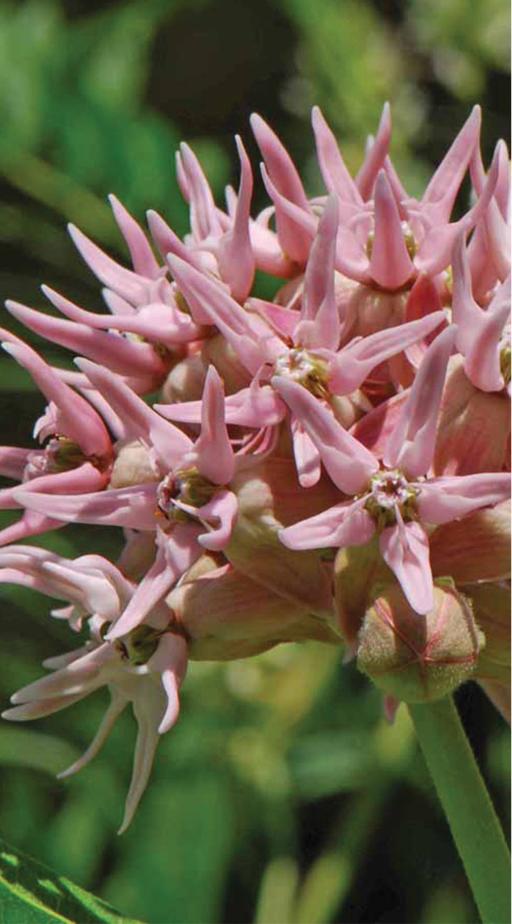 Close-up of pink milkweed flowers with green leaves in the background