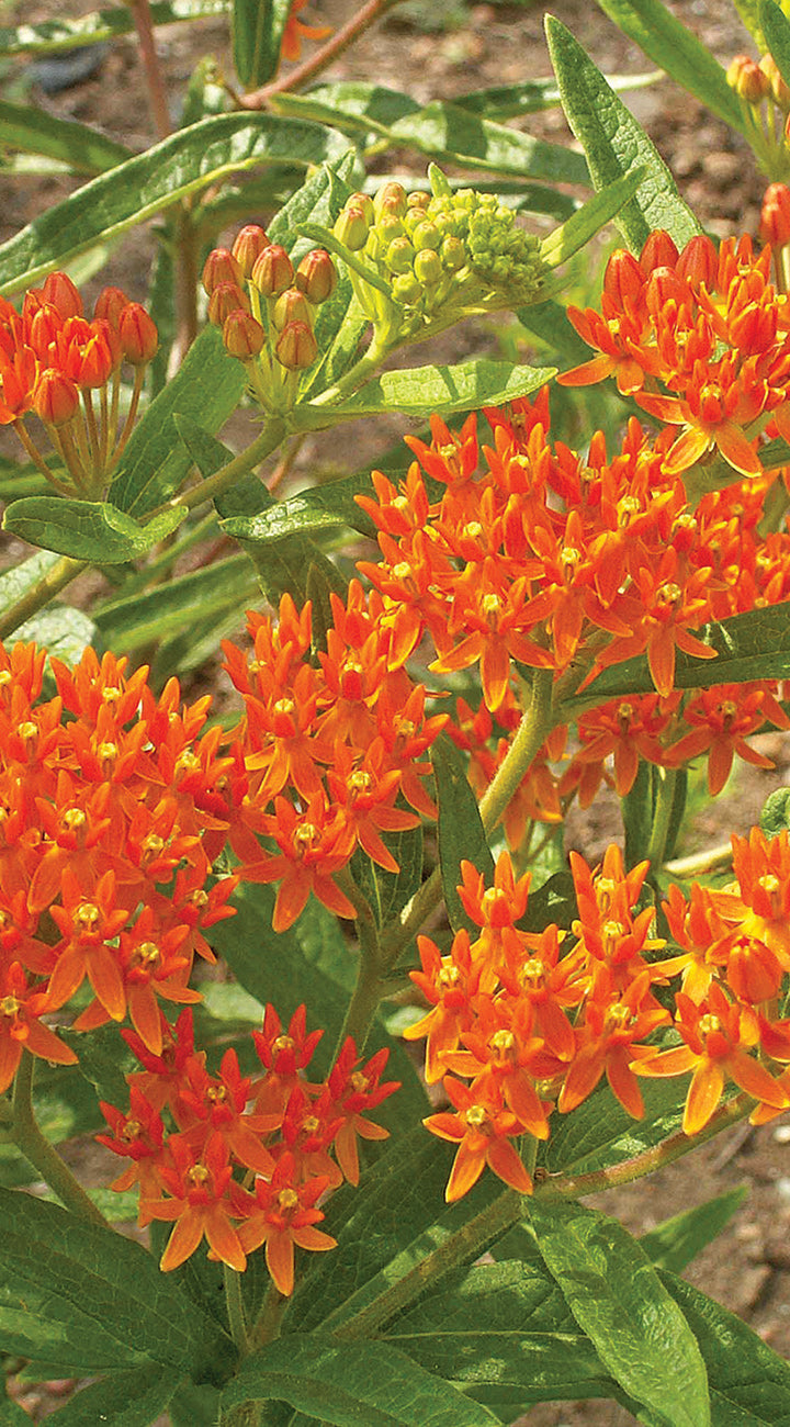 Close-up of bright orange milkweed flowers with green leaves on a blurred natural background