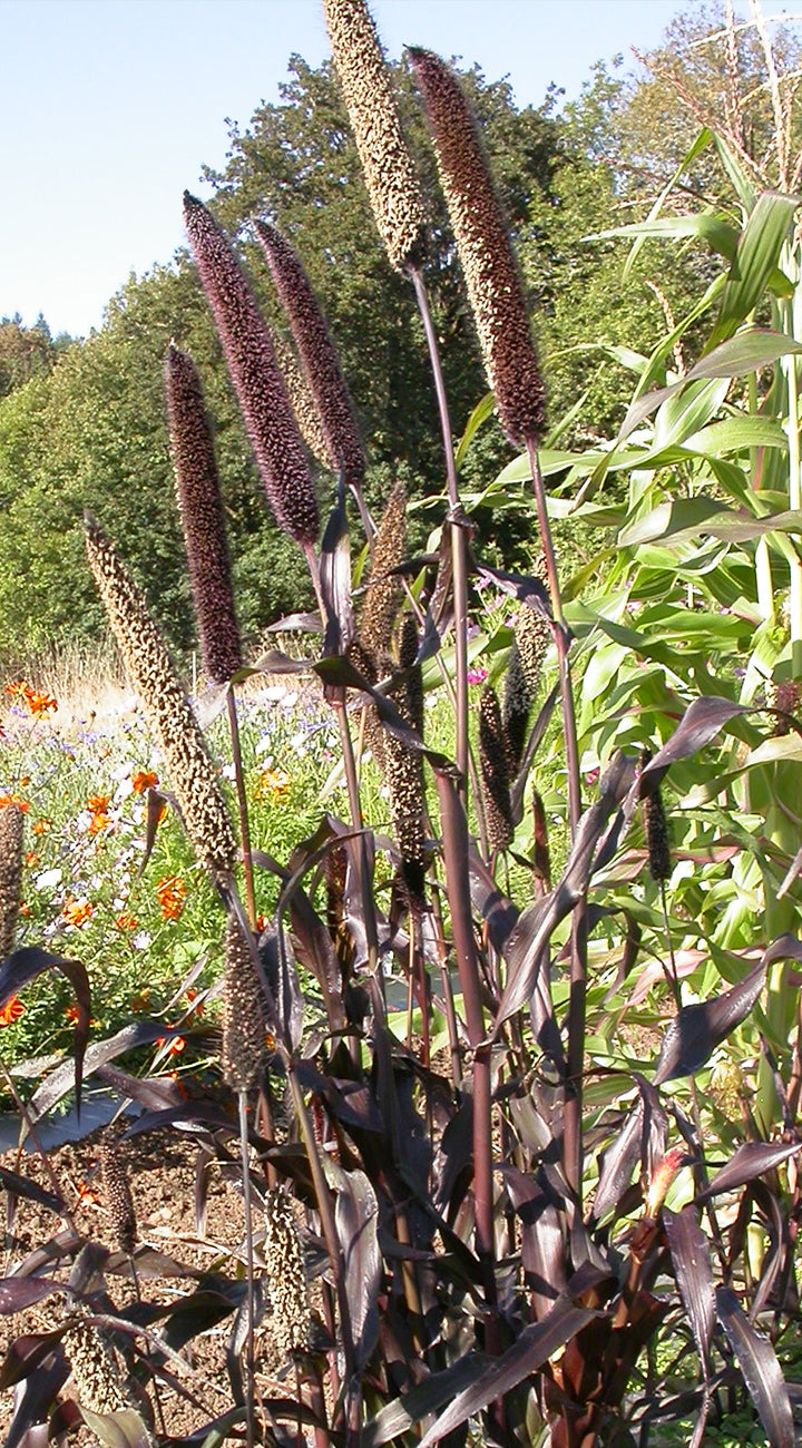 Close-up of Purple Majesty millet showcasing dark purple foliage and tall cylindrical seed heads in a sunny garden