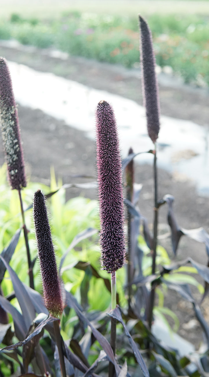 Close-up of Purple Majesty millet showing dark purple bottlebrush seedheads and burgundy foliage in a garden
