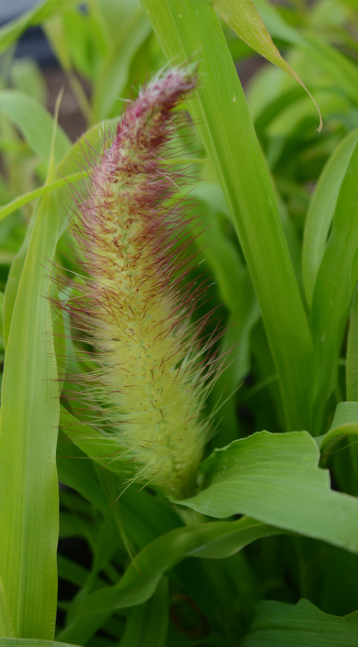 Close-up of a millet plant surrounded by green leaves