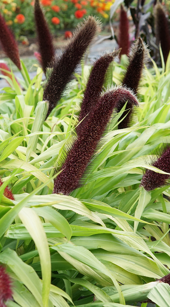 Close-up of Purple Majesty millet showing fuzzy dark purple seed heads and arching lime-green leaves in a garden bed