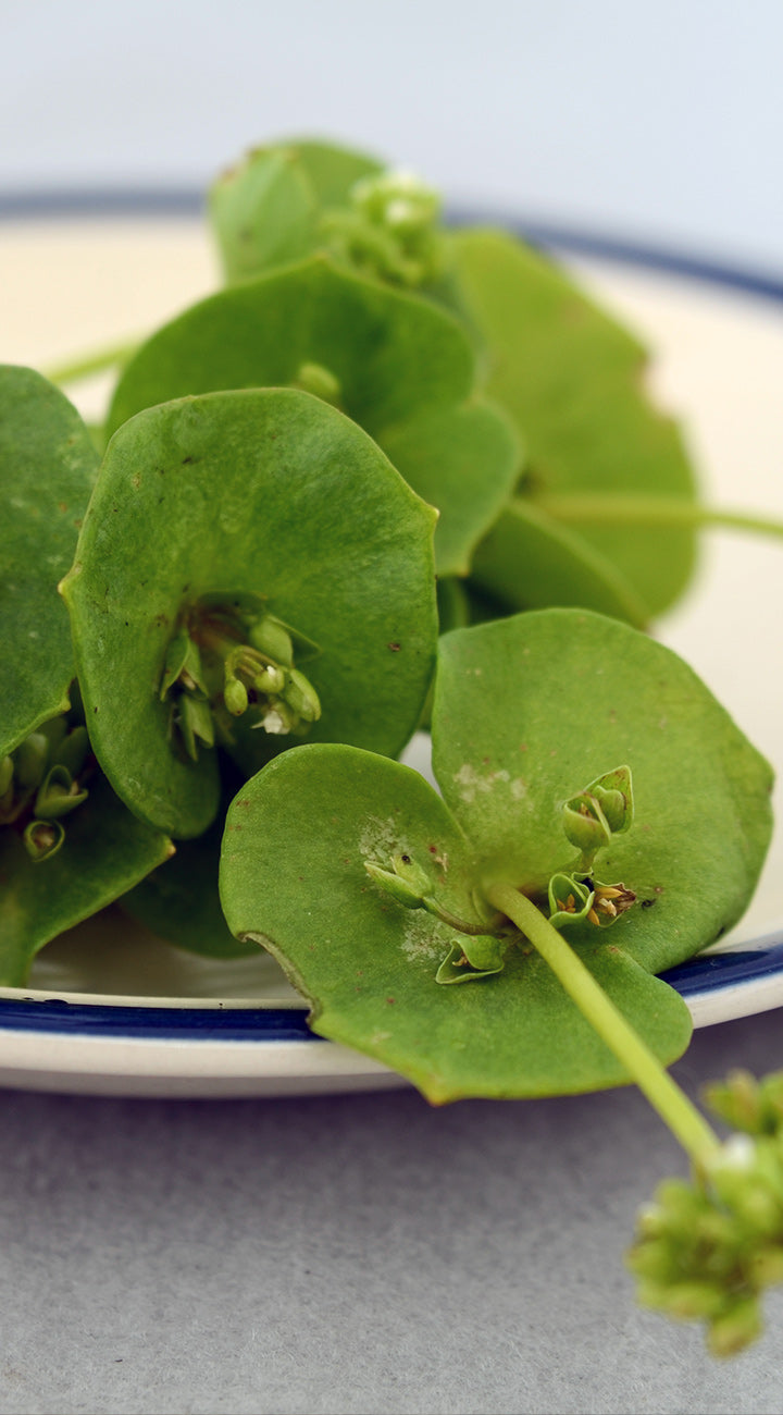 Close-up of green miners lettuce leaves on a white plate with blue rim