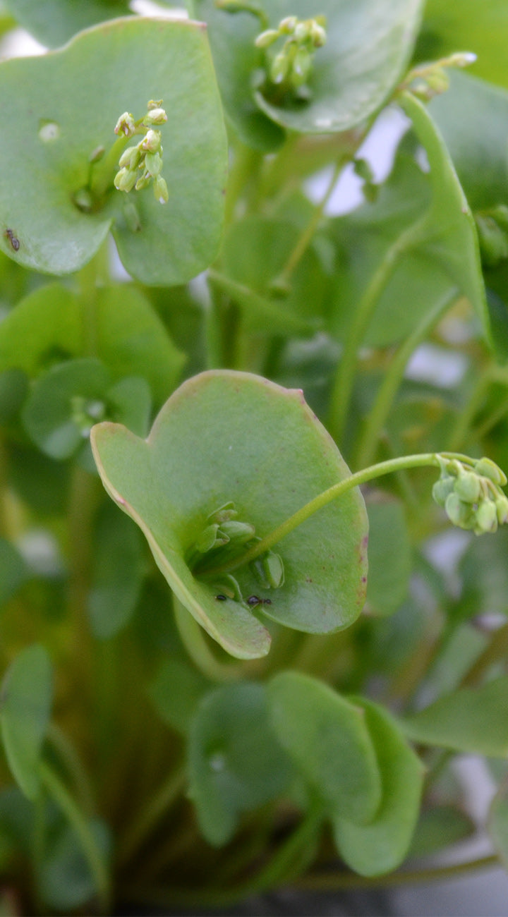 Close-up of green leafy miners lettuce plant with small flowers