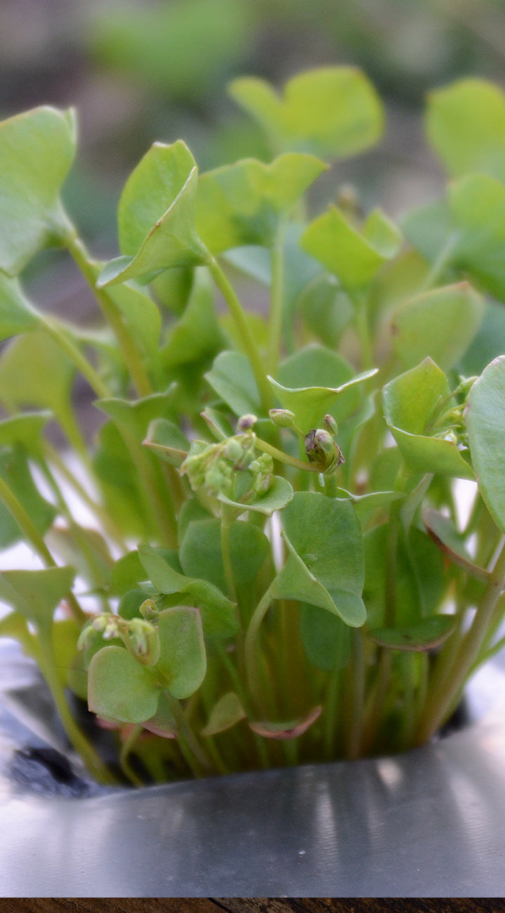 Close-up of a green miners lettuce plant with a blurred background
