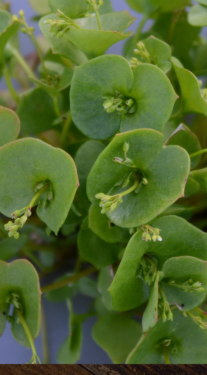 Close-up of green miners lettuce leaves with a blurred background