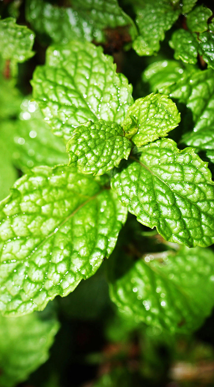Close-up of green mint leaves with a blurred background