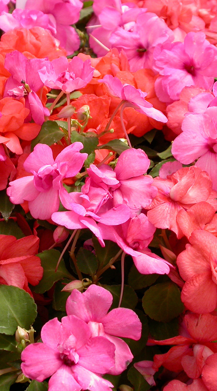 Close-up of pink and red flowers with green leaves