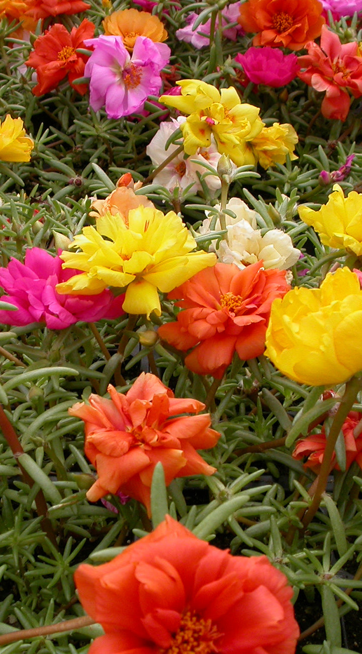 Colorful flowers including yellow, pink, and orange on a green background