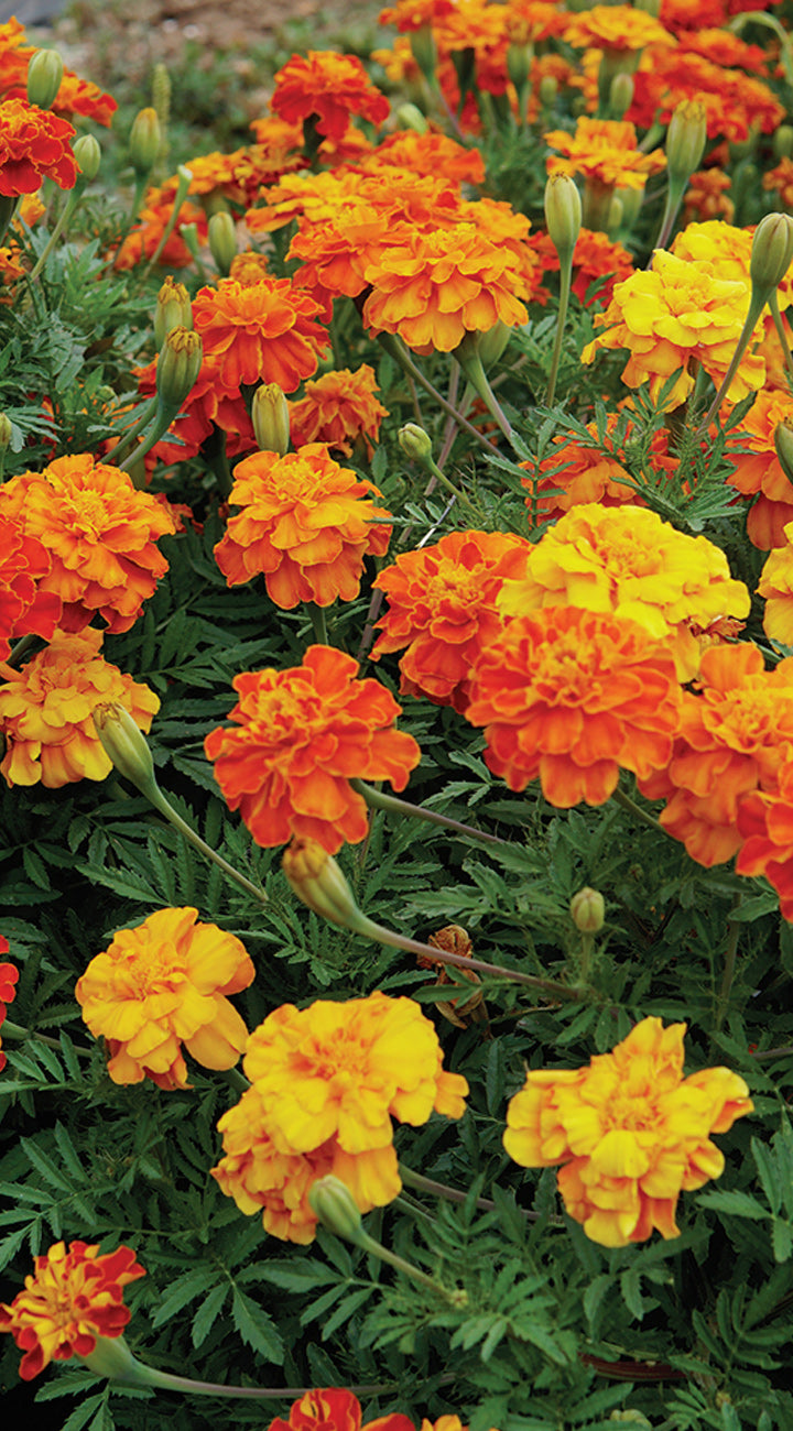 Bouquet of bright orange and yellow marigold flowers with green leaves.
