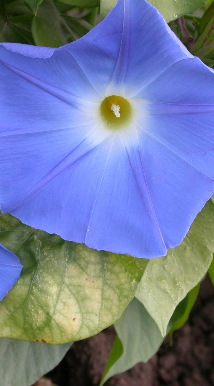 Close-up of a brilliant blue morning glory flower with a green center, surrounded by green leaves.