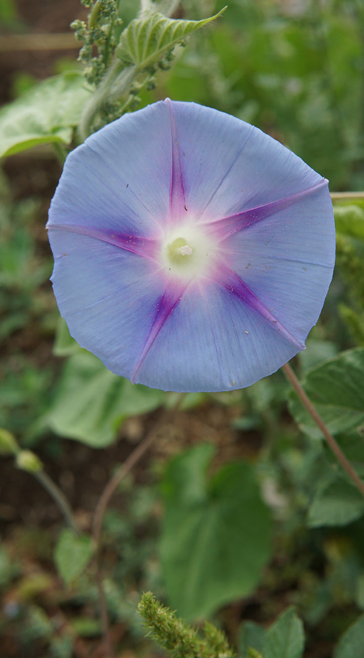 Close-up of a blue morning glory flower with green leaves in the background