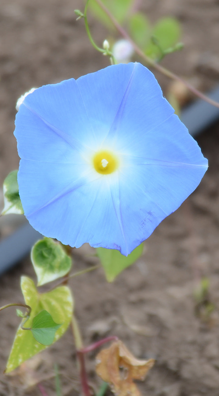 Blue morning glory flower with a yellow center in a natural setting