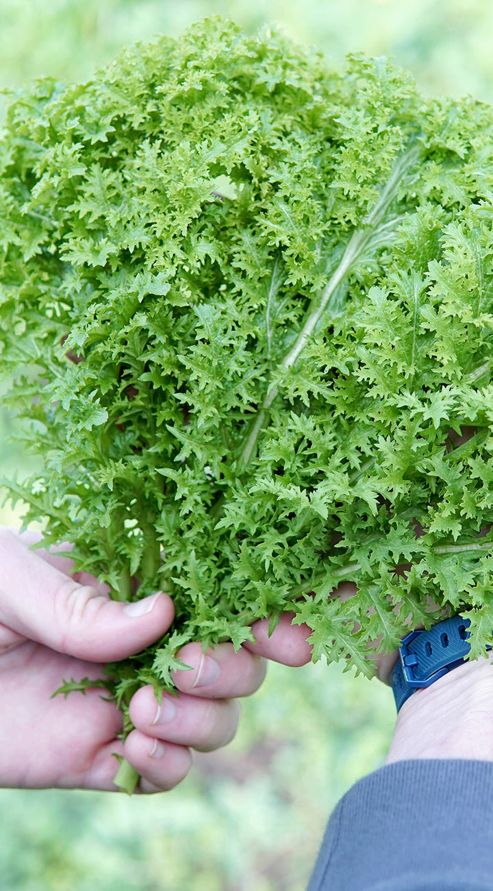 Person holding a bunch of fresh green mustard leaves.