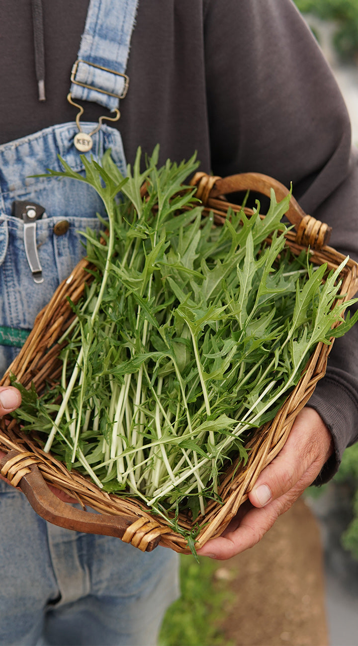 Person holding a basket of fresh green mustards