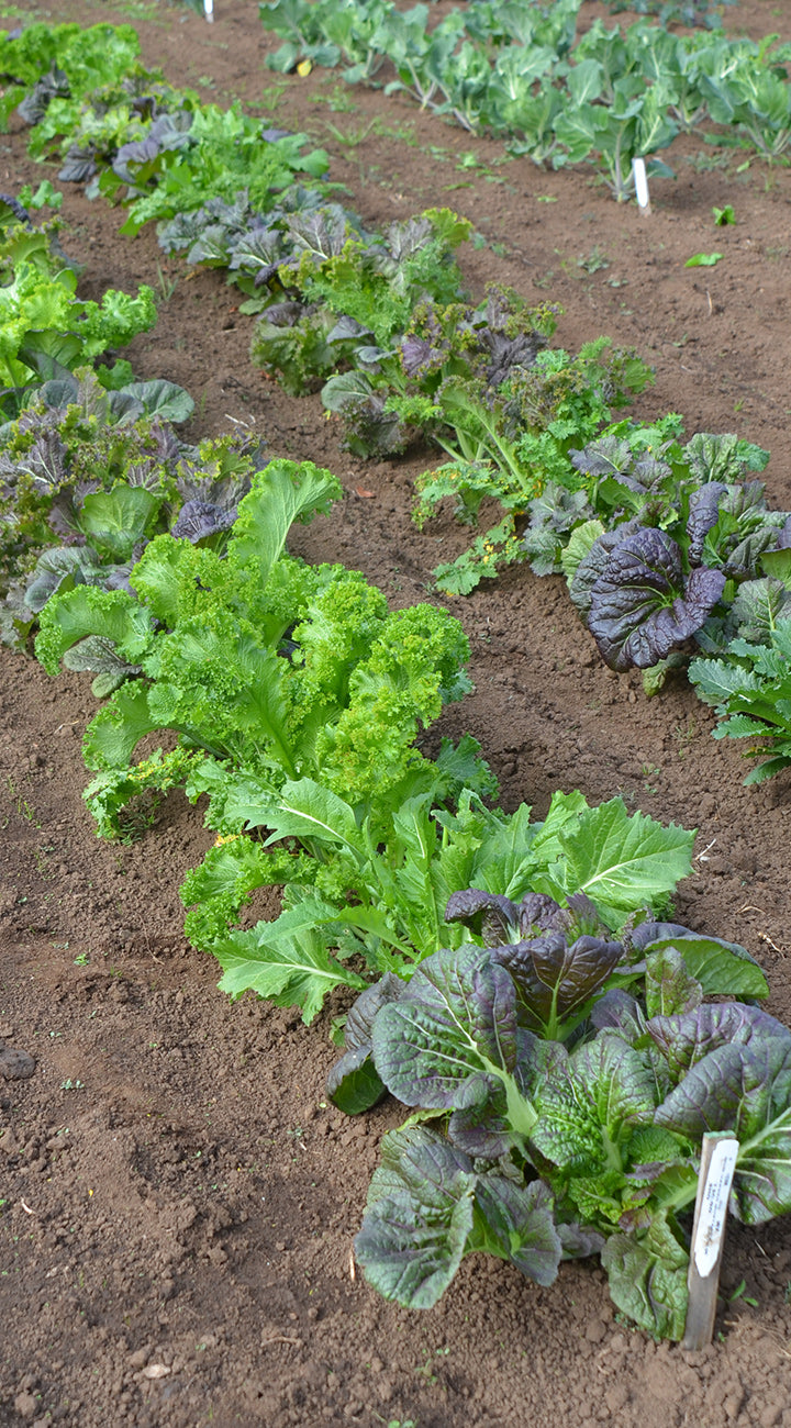 Vegetable garden with green and purple leafy mustard plants growing in soil