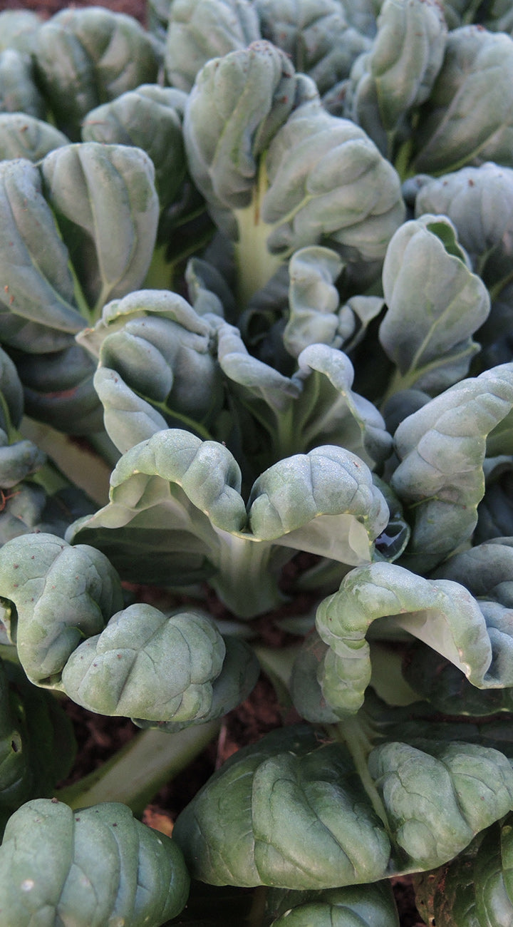 Close-up of Dragon Tongue mustard plant showcasing crinkled blue-green rosette leaves with blurred soil background